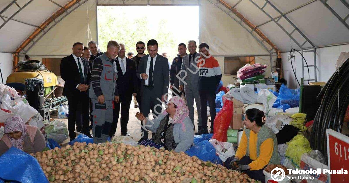 "Dinar’da ceviz sezonu başladı: Üretici rekolteden memnun" başlıklı haber için fotorealistik, profes