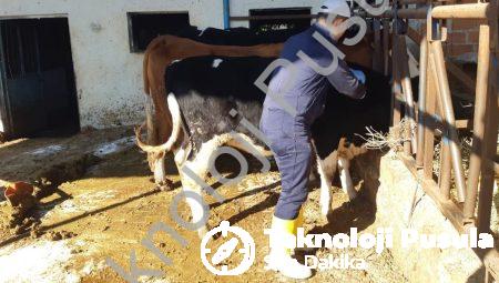 Aydın’da Şap Hastalığı Alarmı: Ekipler Sahada, Karantina Genişliyor