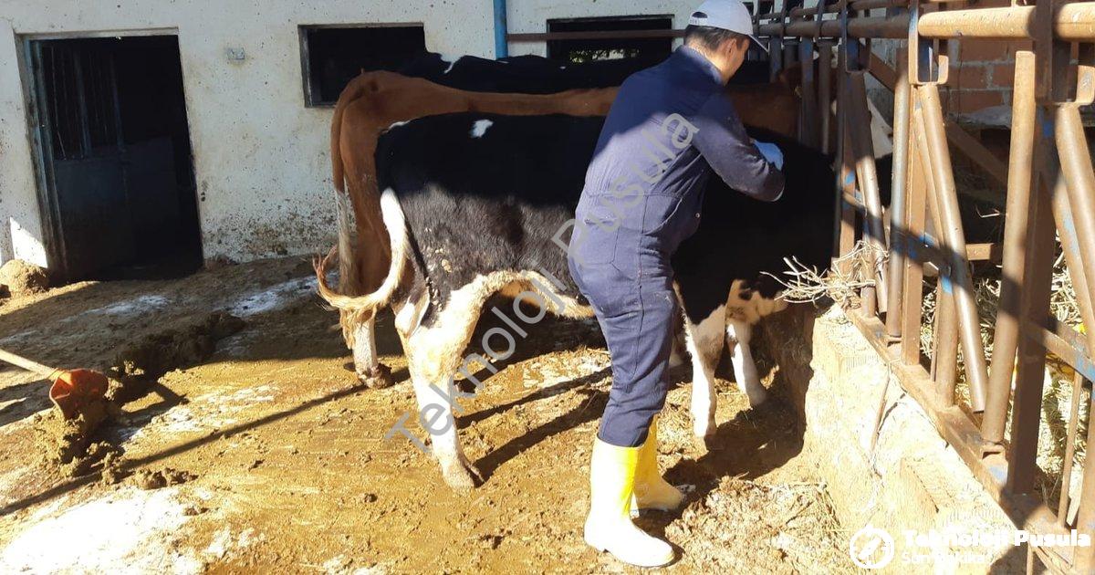 "Aydın'da Şap Hastalığı Alarmı: Ekipler Sahada, Karantina Genişliyor" başlıklı haber için fotorealis