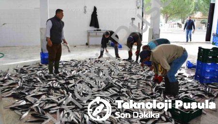 Muğla’dan 10 Ayda 618 Milyon Dolar Balık İhracatı Başarısı