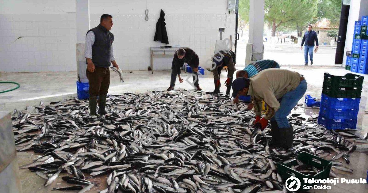 "Muğla'dan 10 Ayda 618 Milyon Dolar Balık İhracatı Başarısı" başlıklı haber için fotorealistik, prof