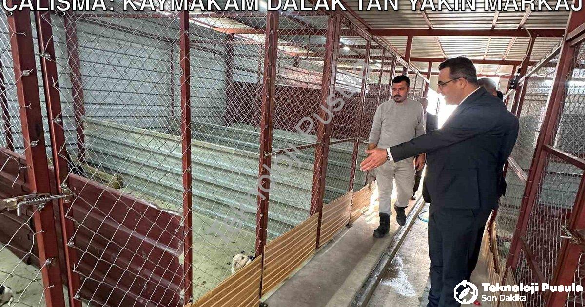 "Sarıgöl'de Sokak Canları İçin Örnek Çalışma: Kaymakam Dalak’tan Yakın Markaj" başlıklı haber için f