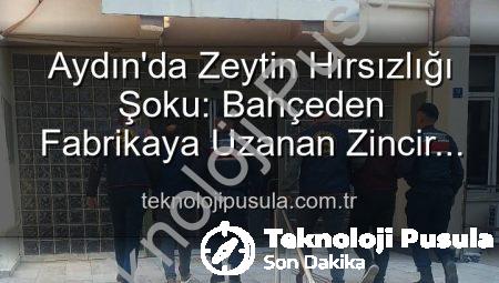 Aydın’da Zeytin Hırsızlığı Şoku: Bahçeden Fabrikaya Uzanan Zincir Çökertildi!
