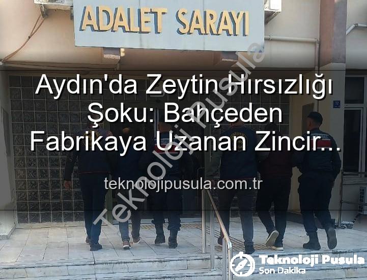 zeytin hırsızlığı - Aydın'da Zeytin Hırsızlığı Şoku: Bahçeden Fabrikaya Uzanan Zincir Çökertildi!