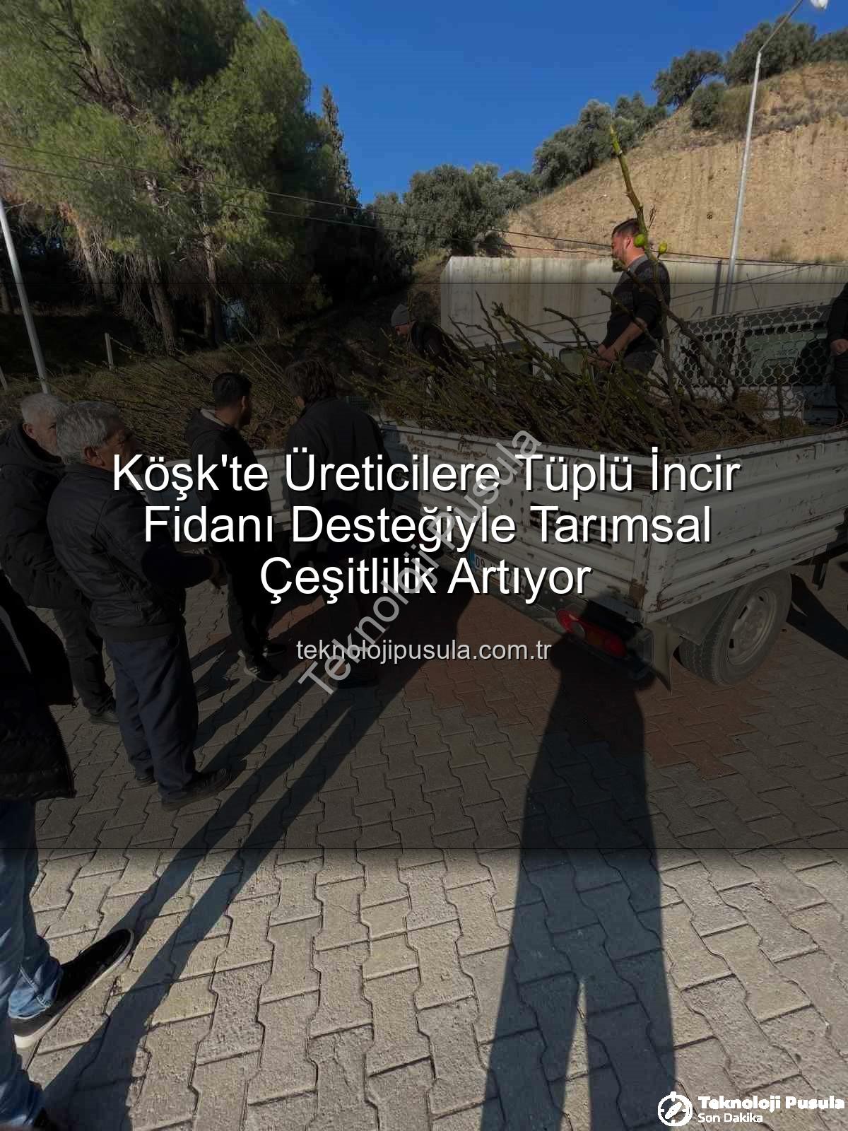 tüplü incir fidanı - Köşk'te Üreticilere Tüplü İncir Fidanı Desteğiyle Tarımsal Çeşitlilik Artıyor