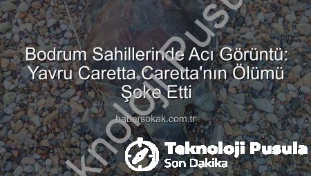 Bodrum Sahillerinde Acı Görüntü: Yavru Caretta Caretta Hayatını Kaybetti