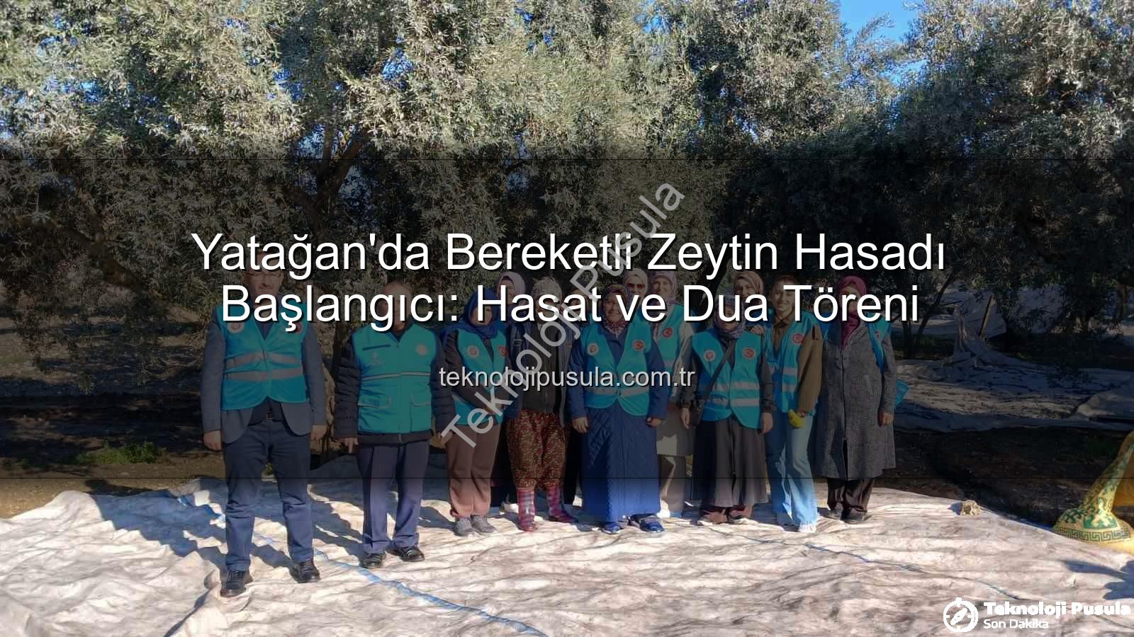 Yatağan zeytin hasadı - Yatağan'da Bereketli Zeytin Hasadı Başlangıcı: Hasat ve Dua Töreni