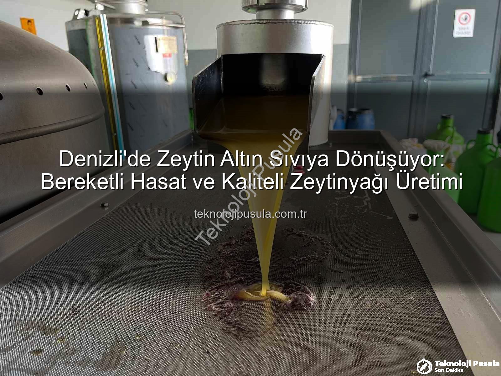 zeytinyağı üretimi - Denizli'de Zeytin Altın Sıvıya Dönüşüyor: Bereketli Hasat ve Kaliteli Zeytinyağı Üretimi