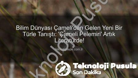 Bilim Dünyası Çameli’den Gelen Yeni Bir Bitkiyle Tanıştı: ‘Çameli Pelemiri’ Flora Kayıtlarına Geçti