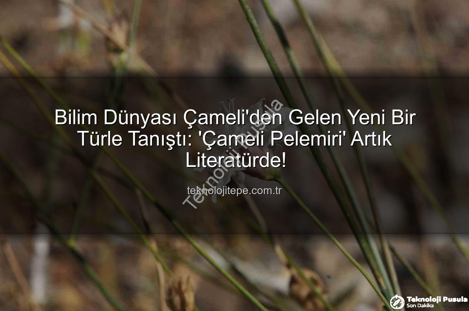 Çameli pelemiri - Bilim Dünyası Çameli'den Gelen Yeni Bir Bitkiyle Tanıştı: 'Çameli Pelemiri' Flora Kayıtlarına Geçti