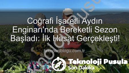 Aydın Enginarı’nda İlk Hasat Başladı: Coğrafi İşaretli Lezzet Sezonu Açıldı!