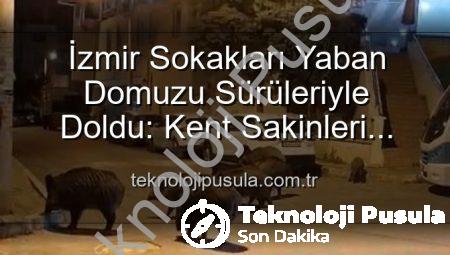 İzmir Sokakları Yaban Domuzu Sürüleriyle Doldu: Kent Sakinleri Endişeli