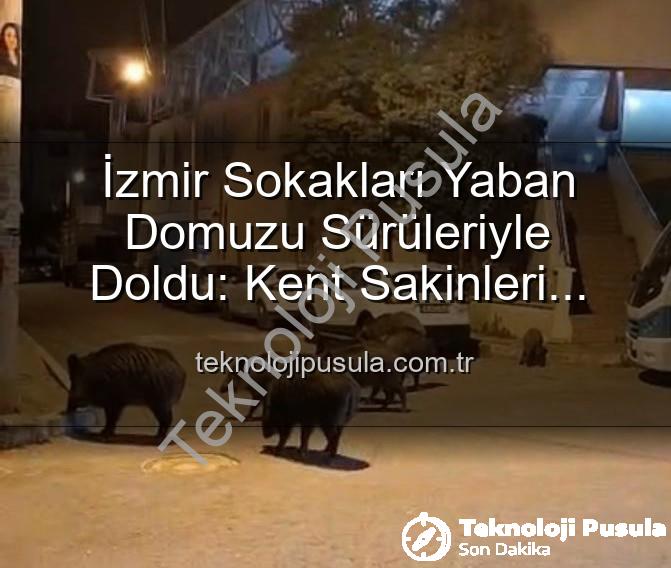 yaban domuzu sürüleri - İzmir Sokakları Yaban Domuzu Sürüleriyle Doldu: Kent Sakinleri Endişeli